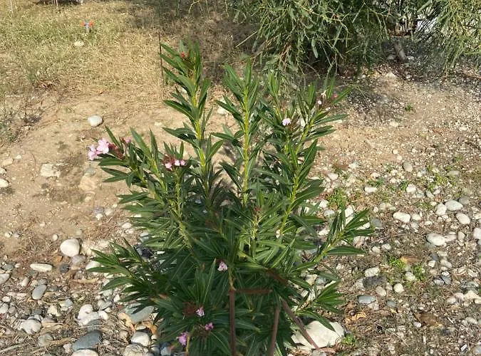 дом на берегу моря Adelina * Demre