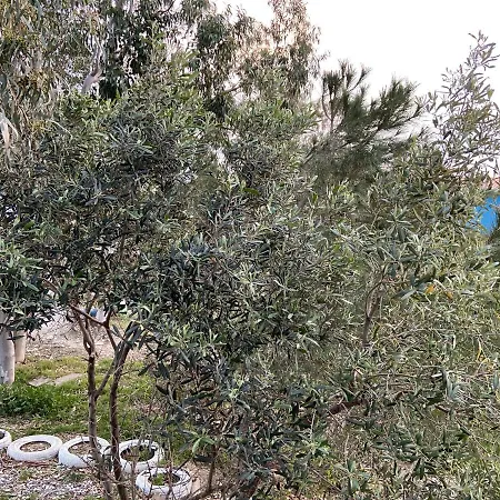 дом на берегу моря Adelina *