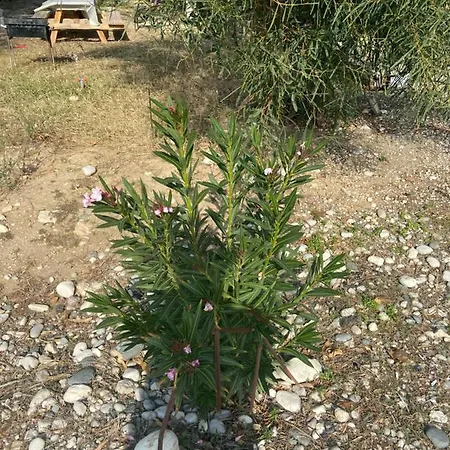 дом на берегу моря Adelina * Демре