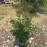 дом на берегу моря Adelina * Demre